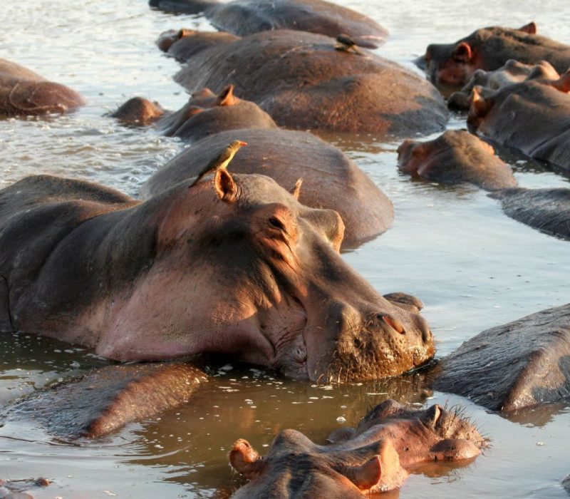 tarangire