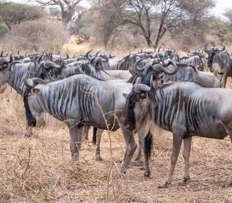 wildebeest-tarangire-national-park