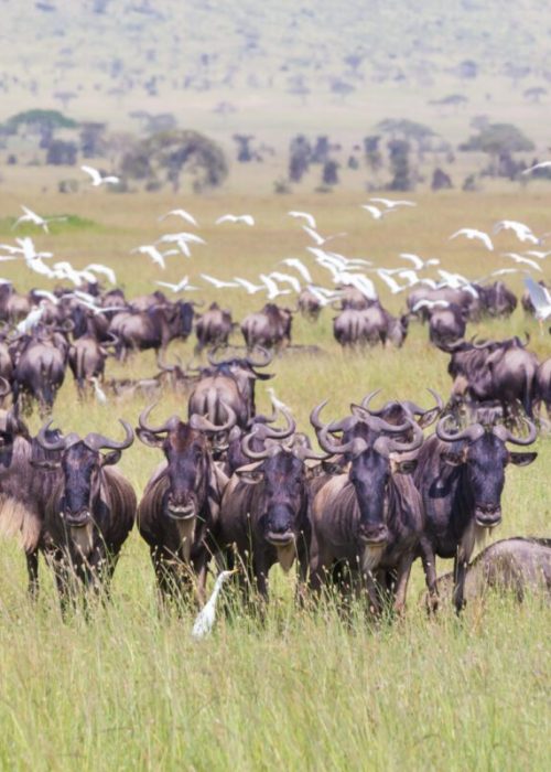 wildebeest_