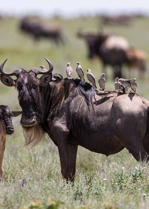 wildebeest_and_birds