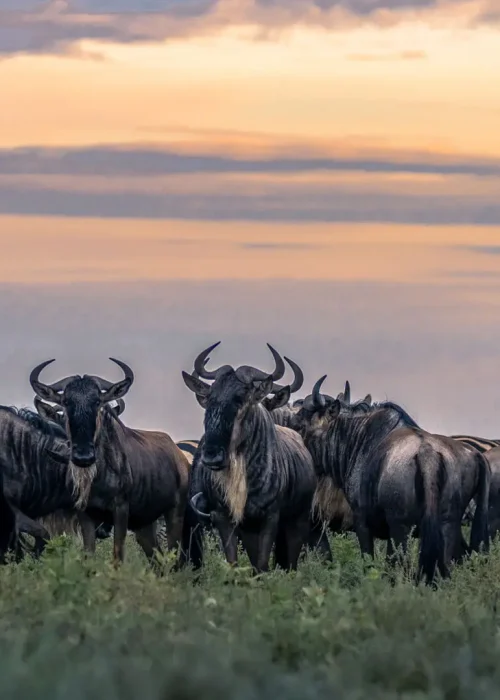 wildebeeste_serengeti