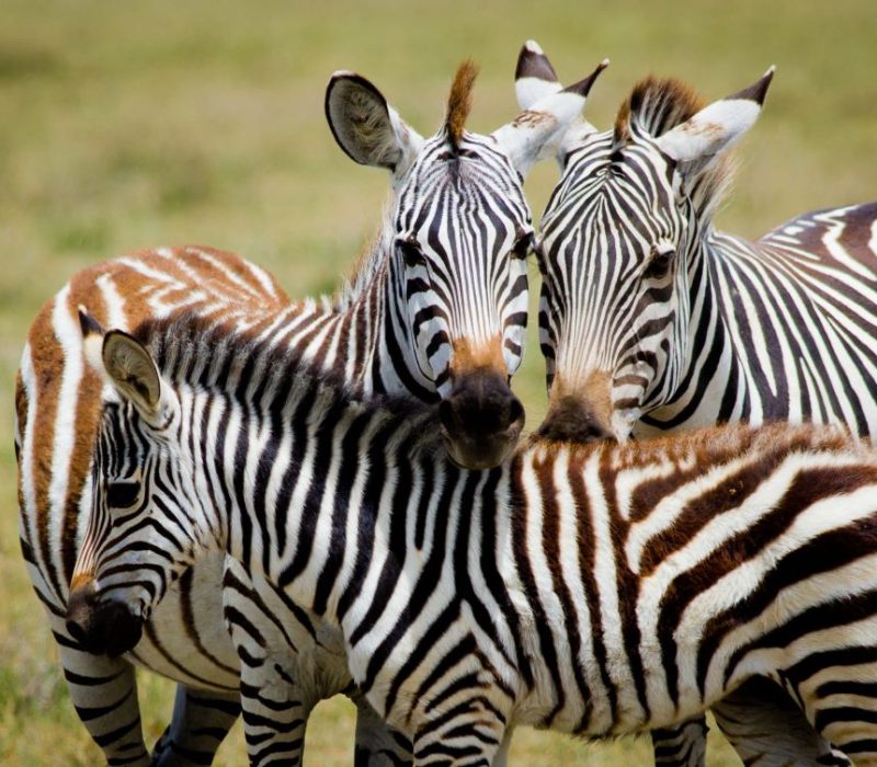 zebra-tarangire