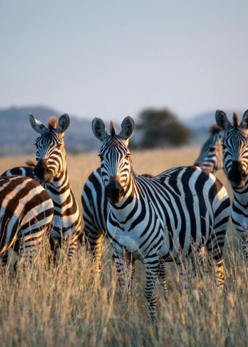 zebra_
