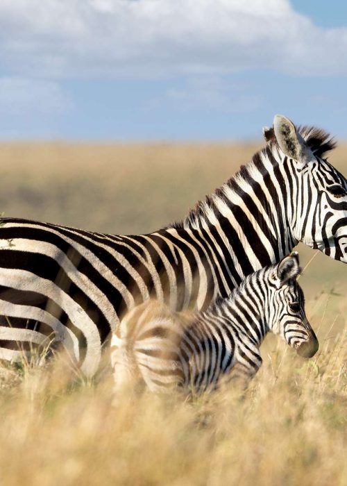 Mother Plains zebra and her baby foal walking together through the tall grass of Kenya Africa