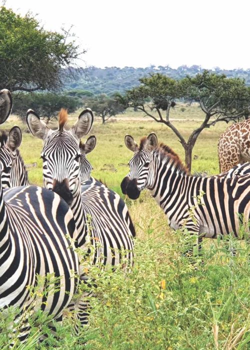 zebra_tarangire