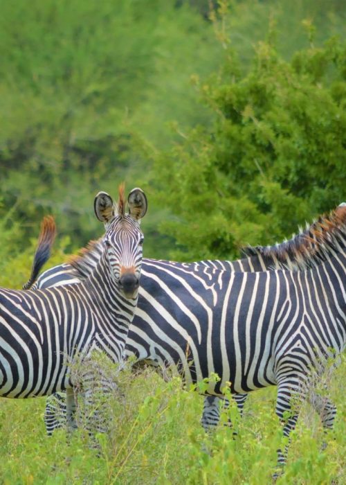 zebras_at_arusha_np